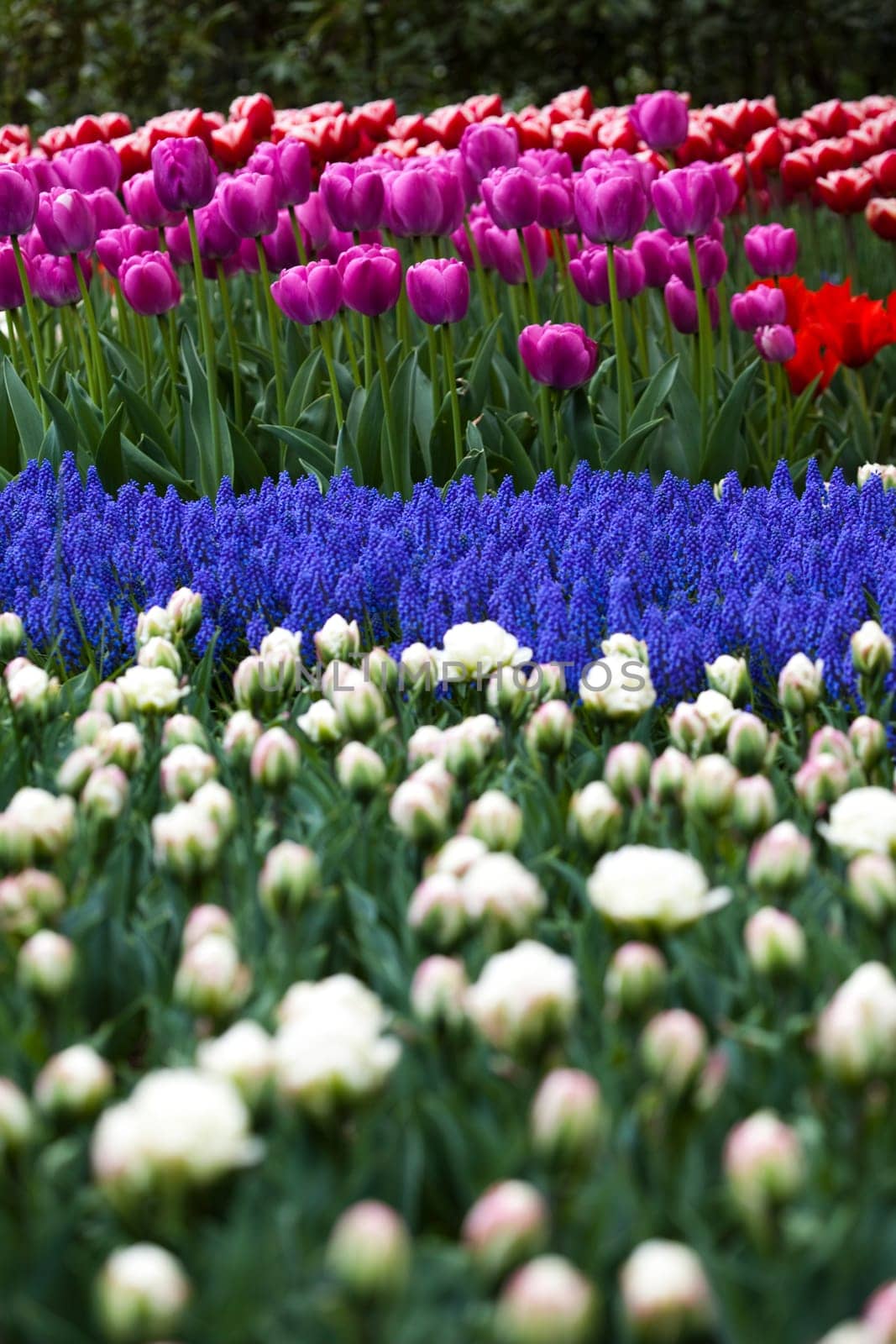 Tulips, colorful background