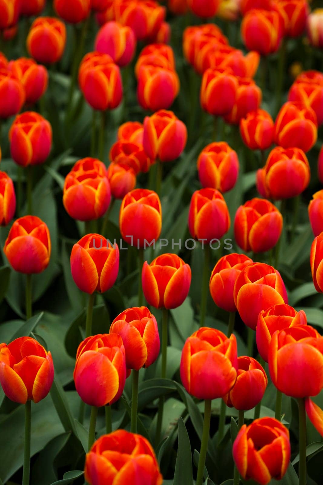 Tulips, colorful background