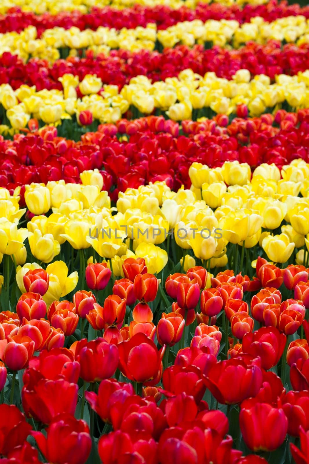 Tulips, colorful background