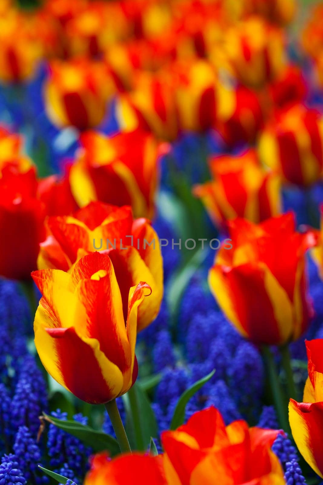 Tulips background