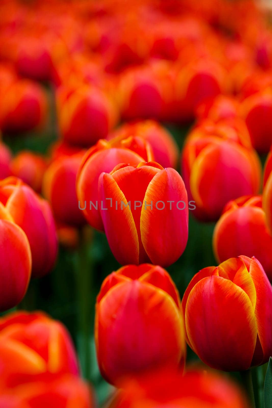 Fresh Beautiful Tulips