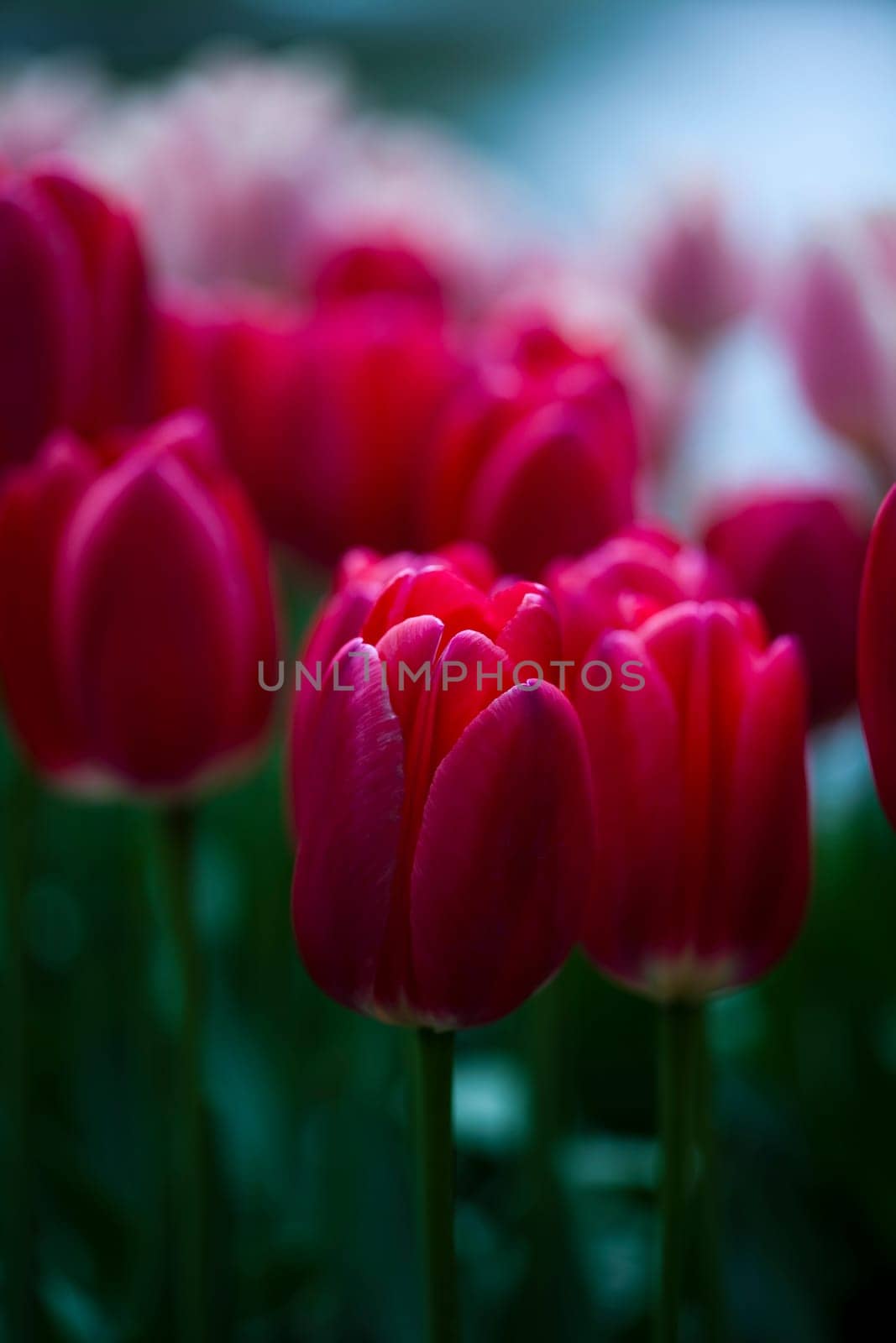 Fresh Beautiful Tulips