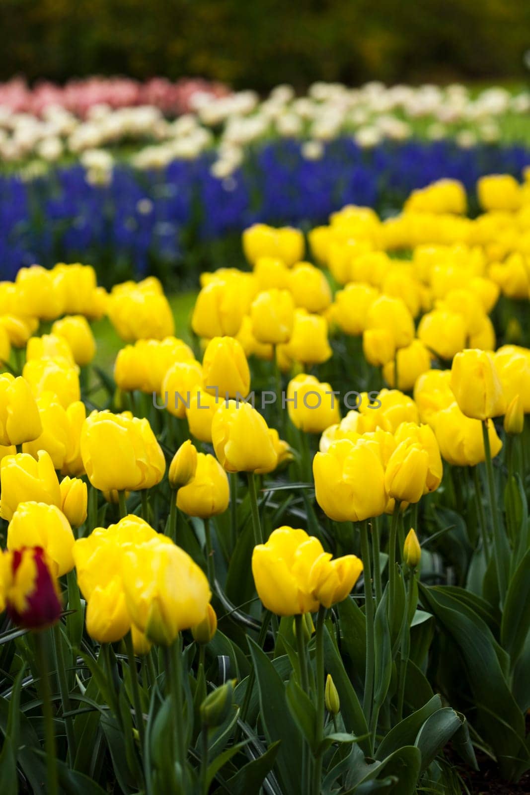 Fresh Beautiful Tulips