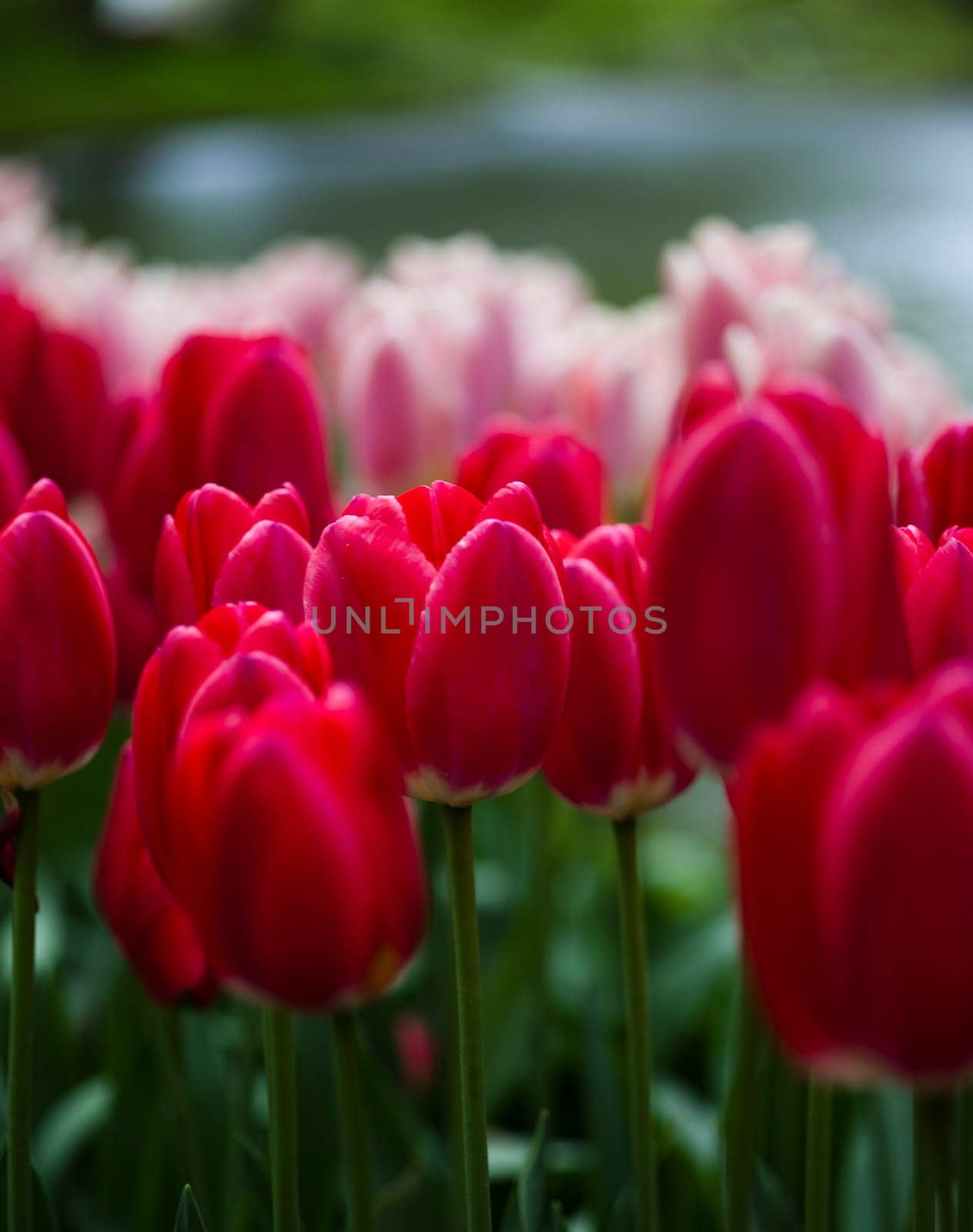 Fresh Beautiful Tulips