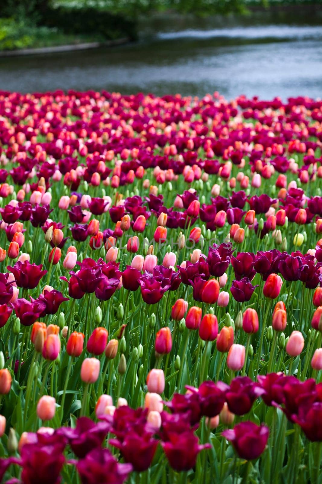 Fresh Beautiful Tulips