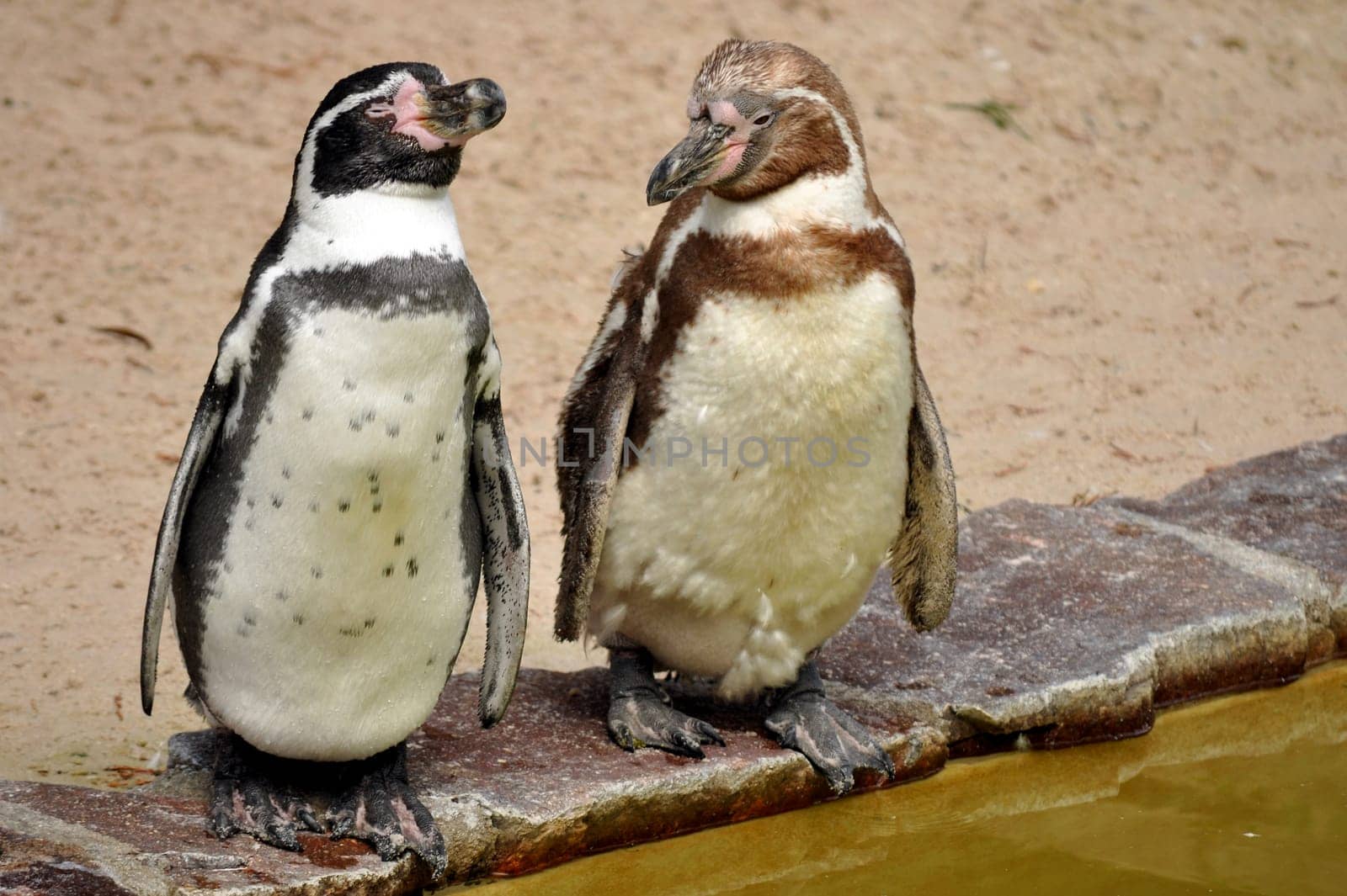 Penguins