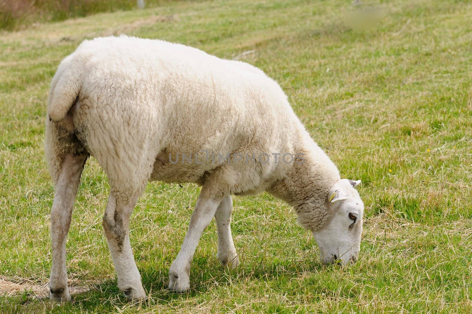 Dike sheep