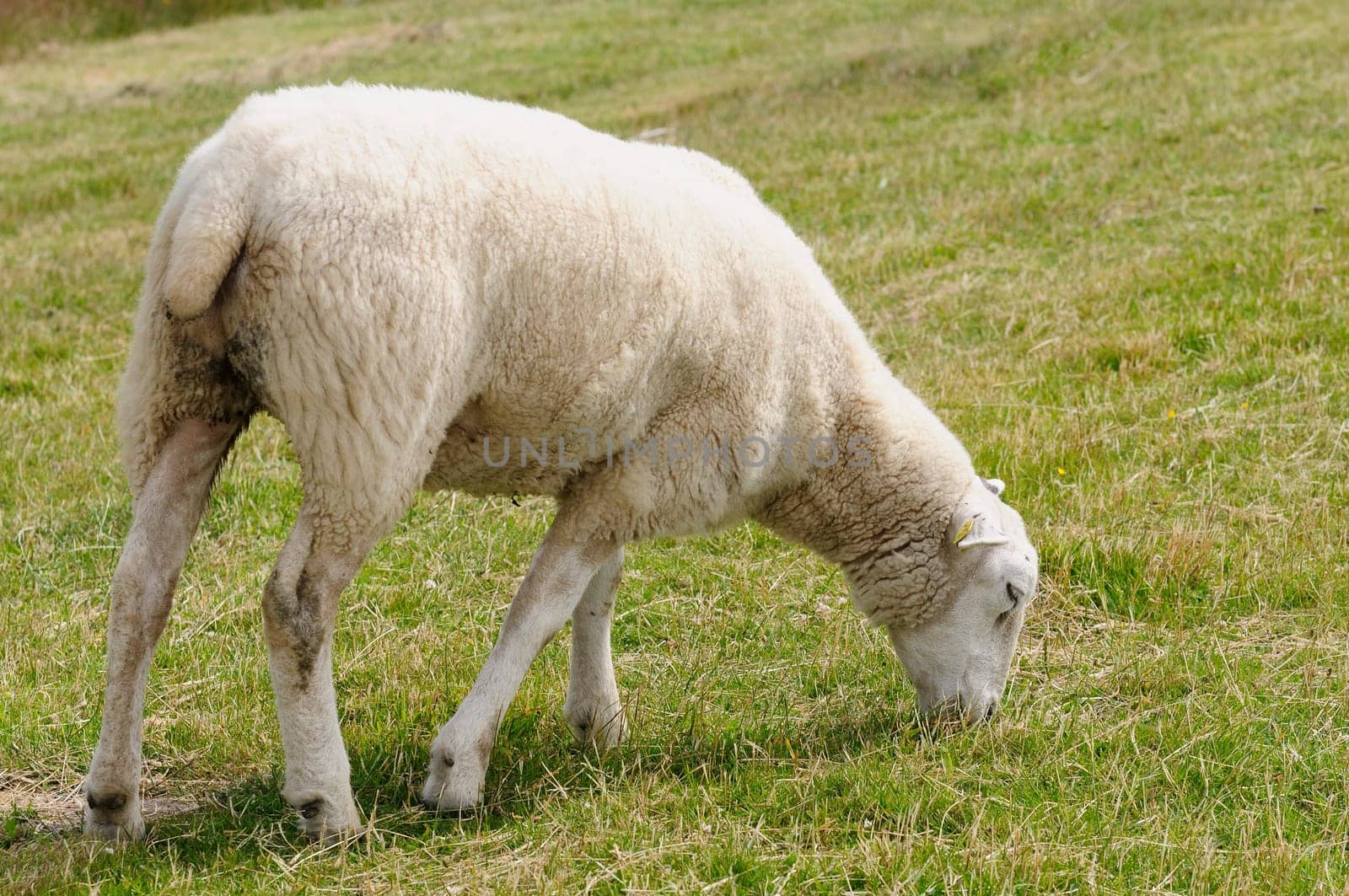 Dike sheep
