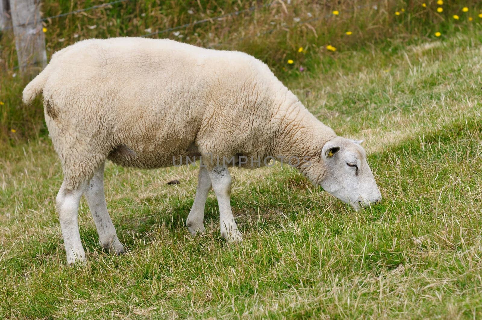 Dike sheep