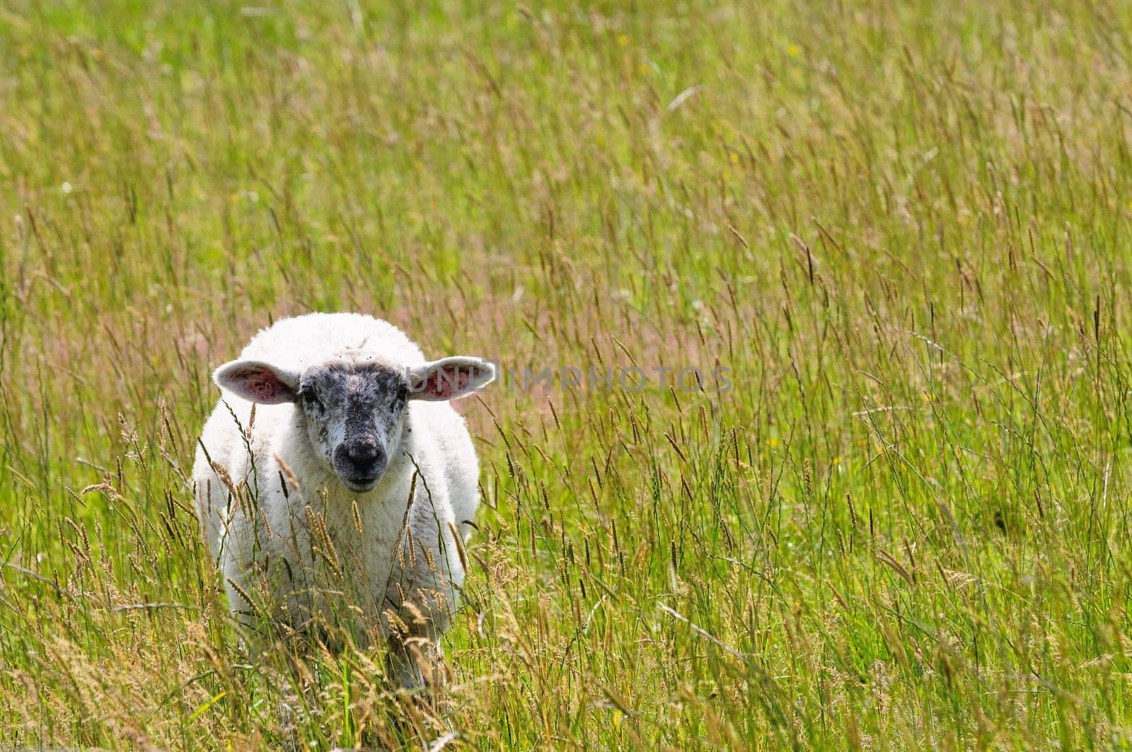 Dike sheep