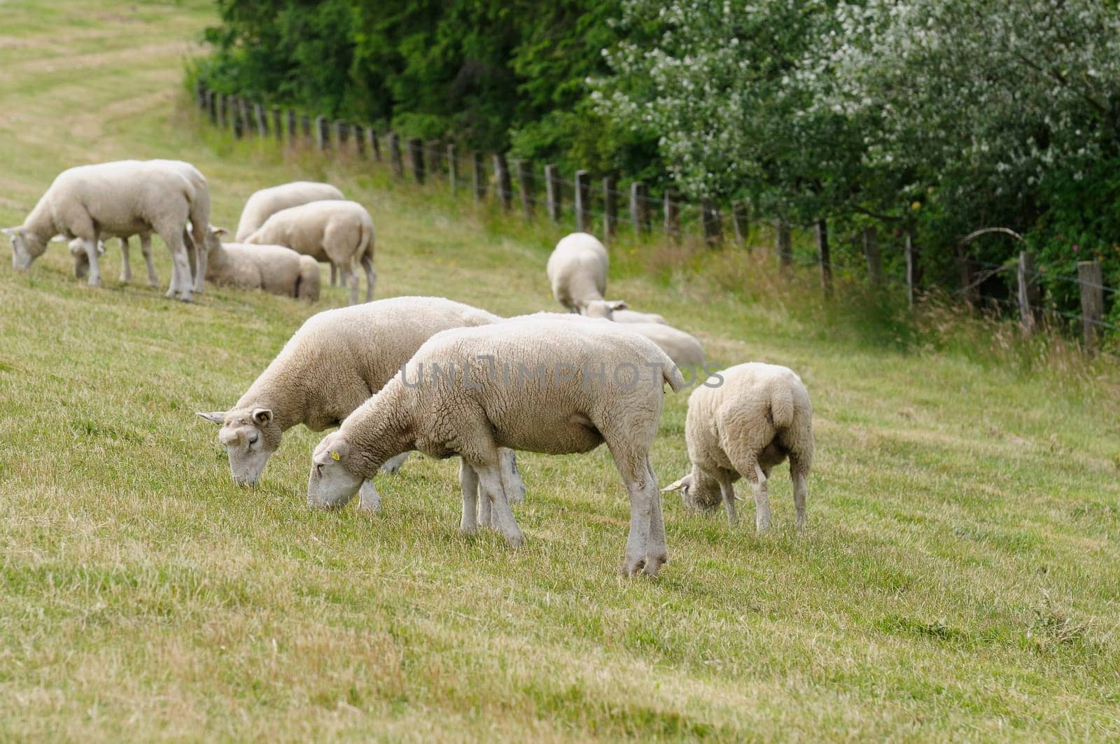 Dike sheep