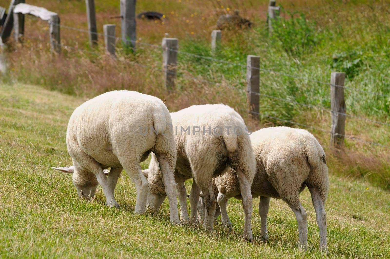 Dike sheep