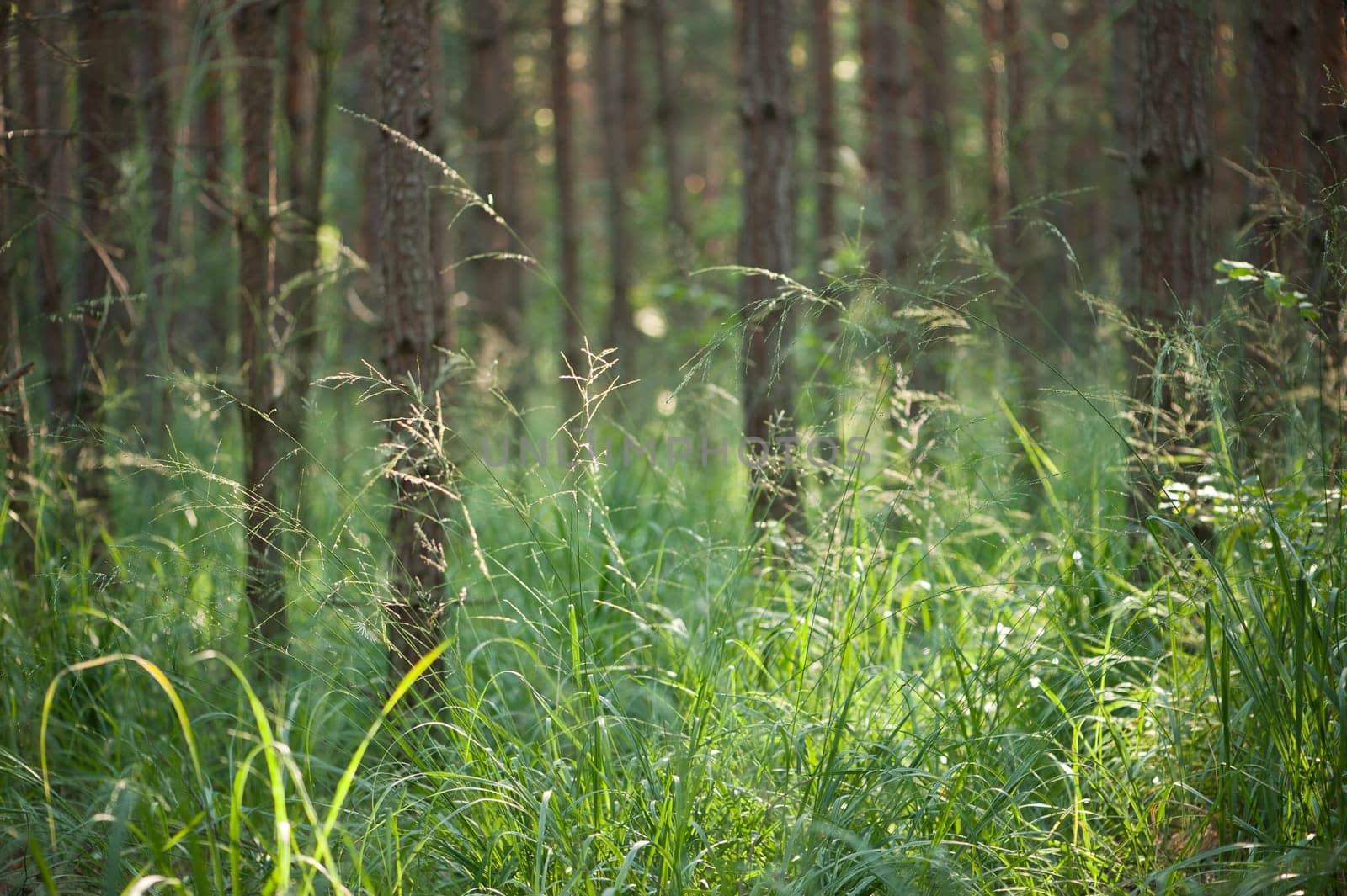 forest without cake without mushrooms without gras without aegeria
