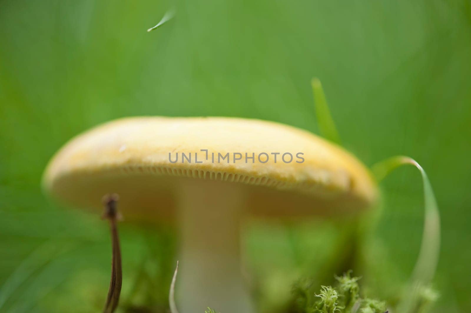 Forest mushroom