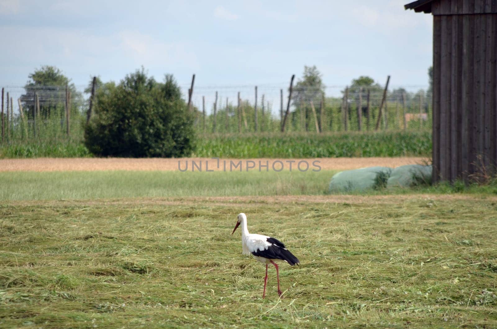 Stork foraging