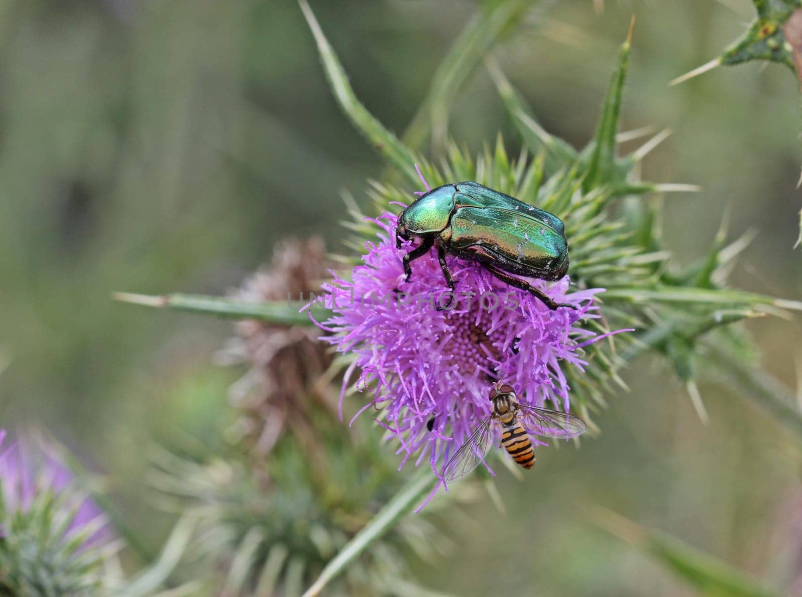 Rose beetle and hoverfly on thistle