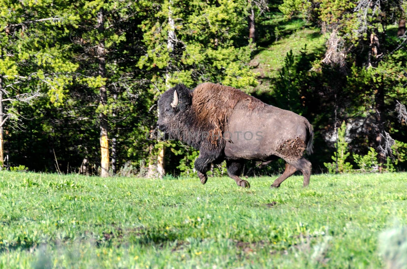 bison running in Yellowstone National Park