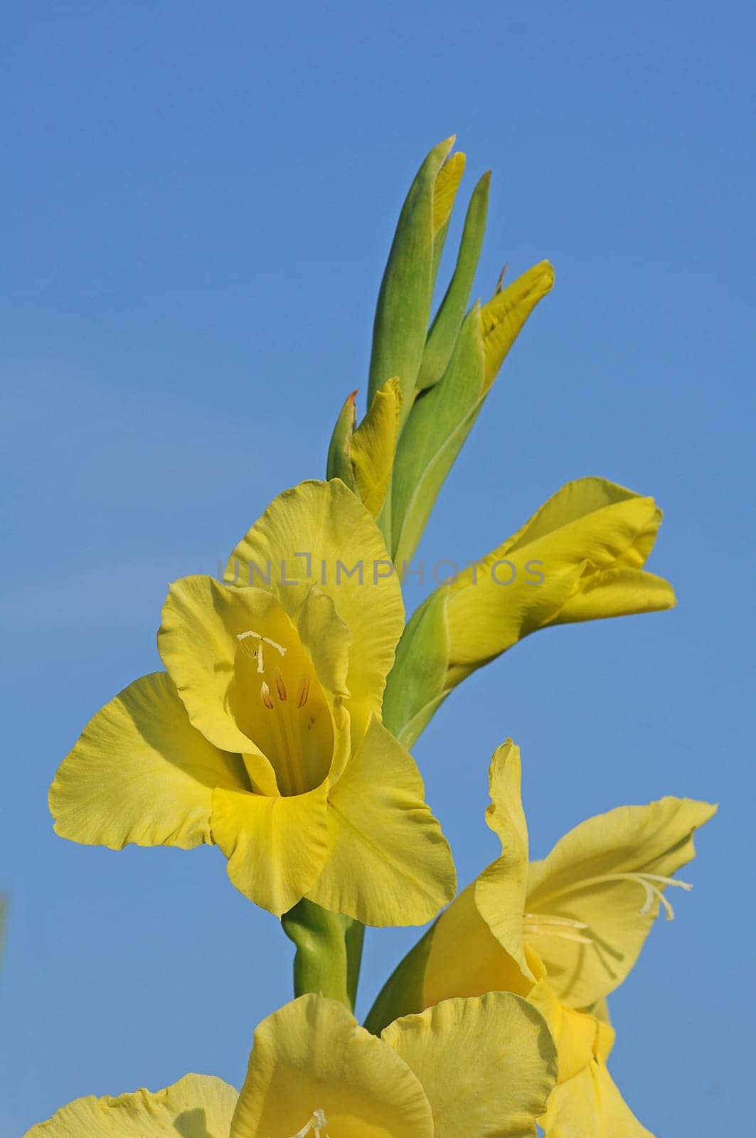 Gladiolus