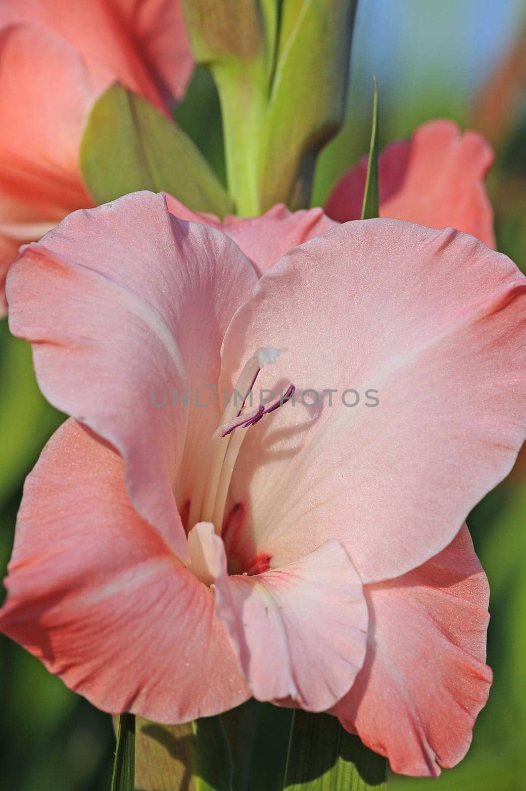 Gladiolus