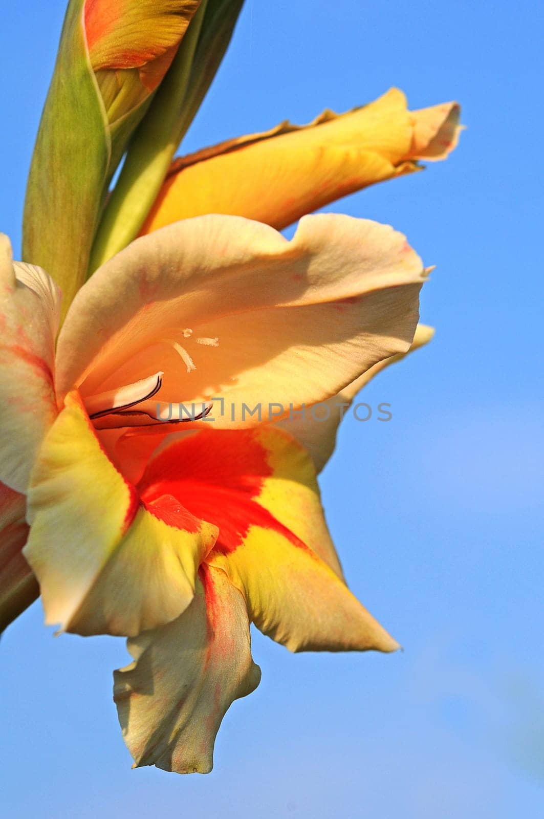 Gladiolus