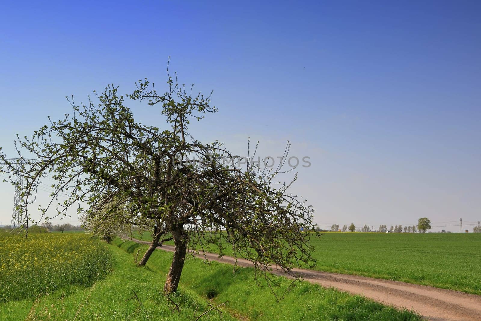 Trees at the edge of the field