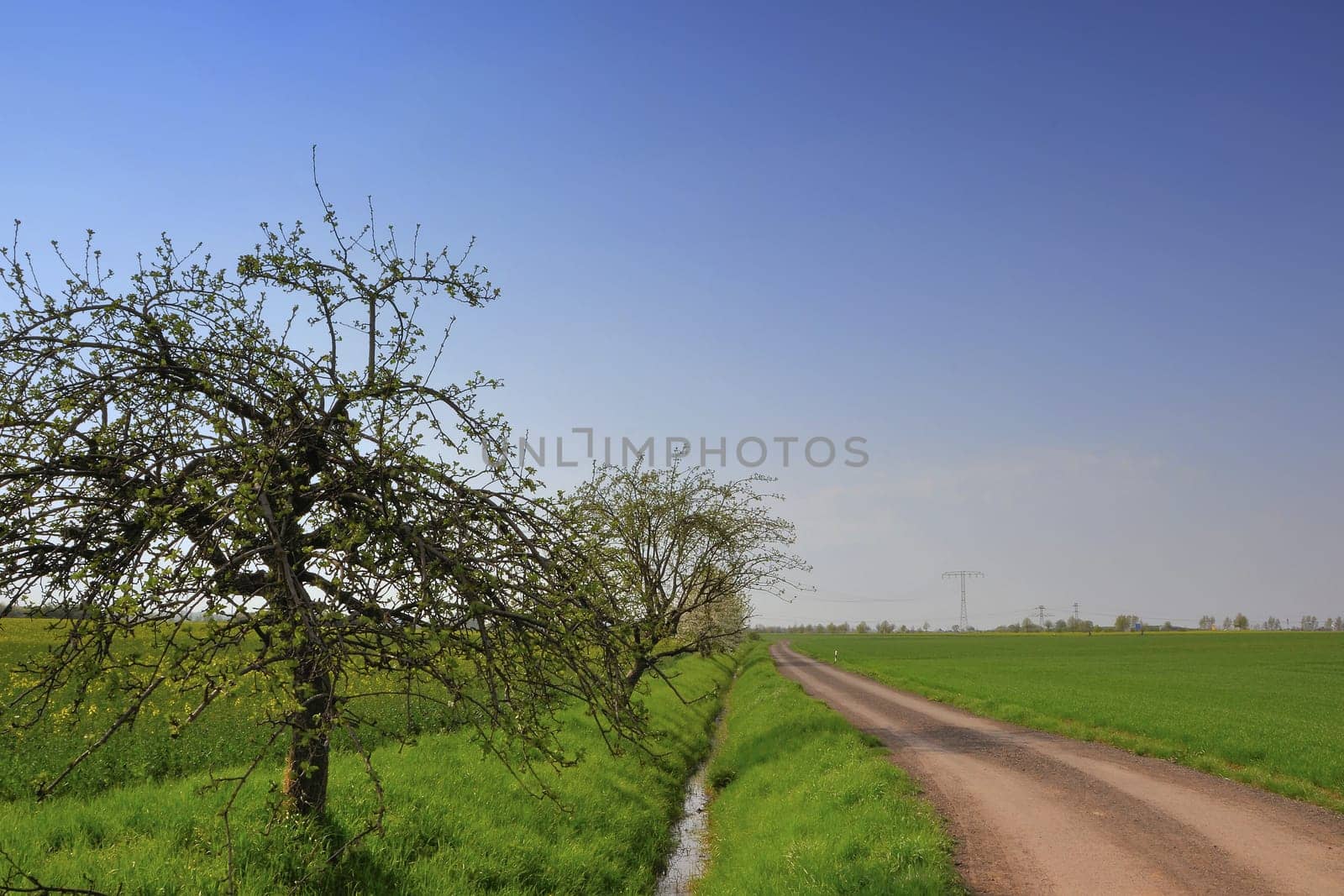 Trees at the edge of the field