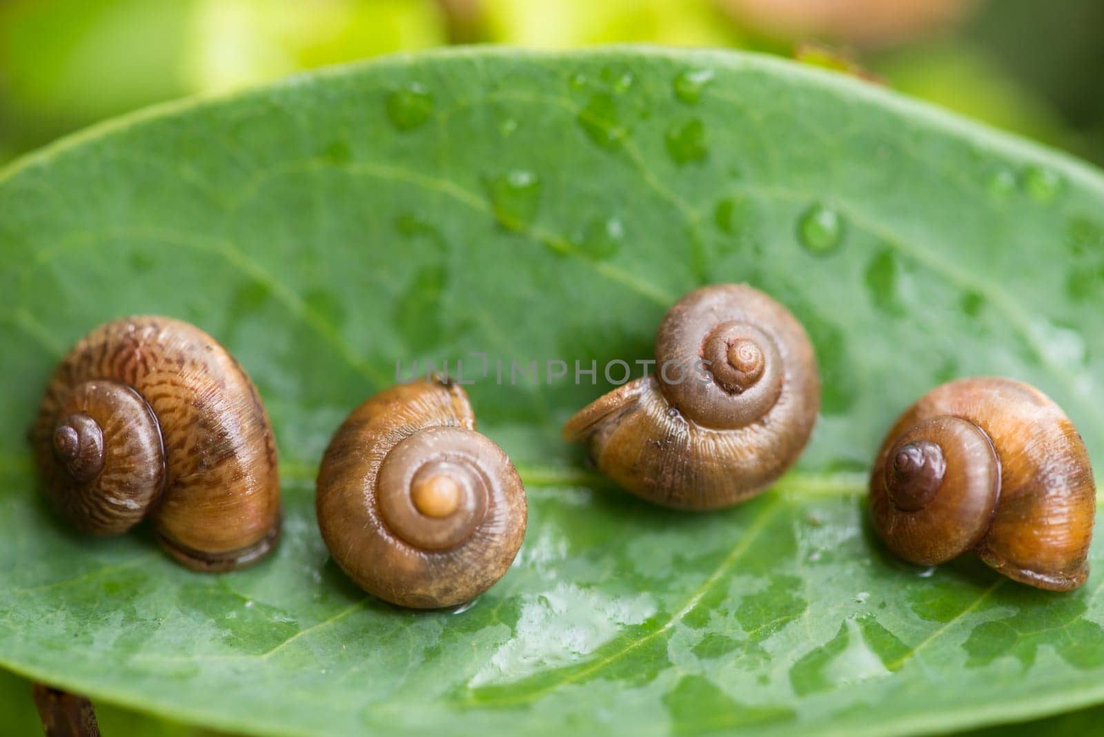 Garden snails play dead by shutting their aperture with the operculums