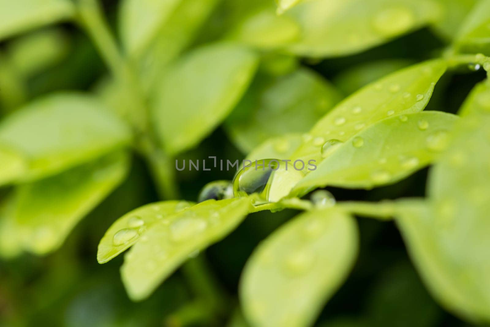 Raindrops on Orange Jessamine leaves close-up