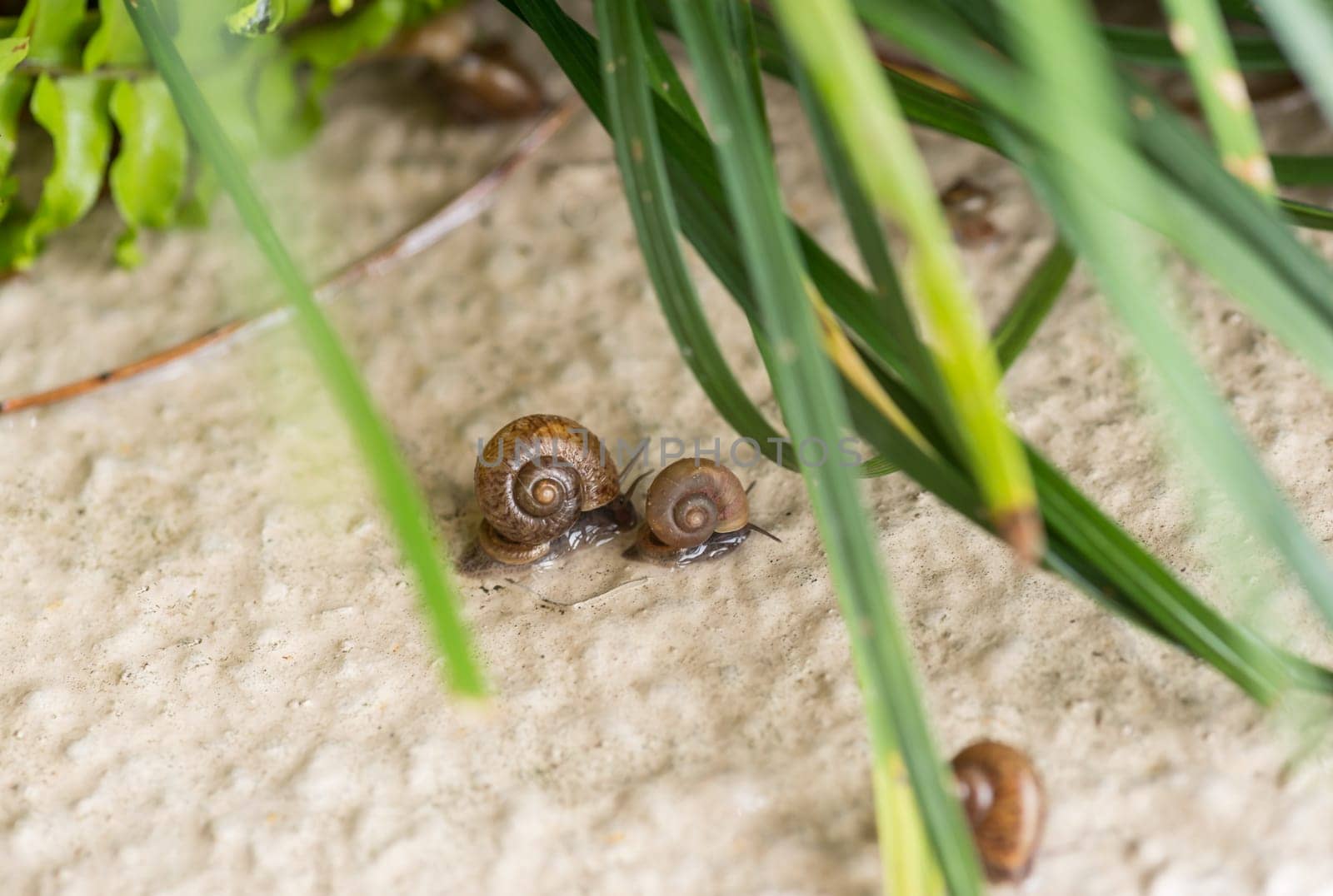 Snails racing after rain