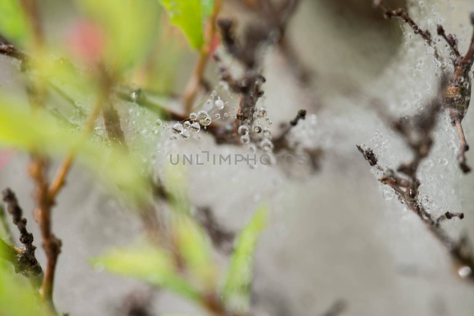 Raindrops on cobweb close-up