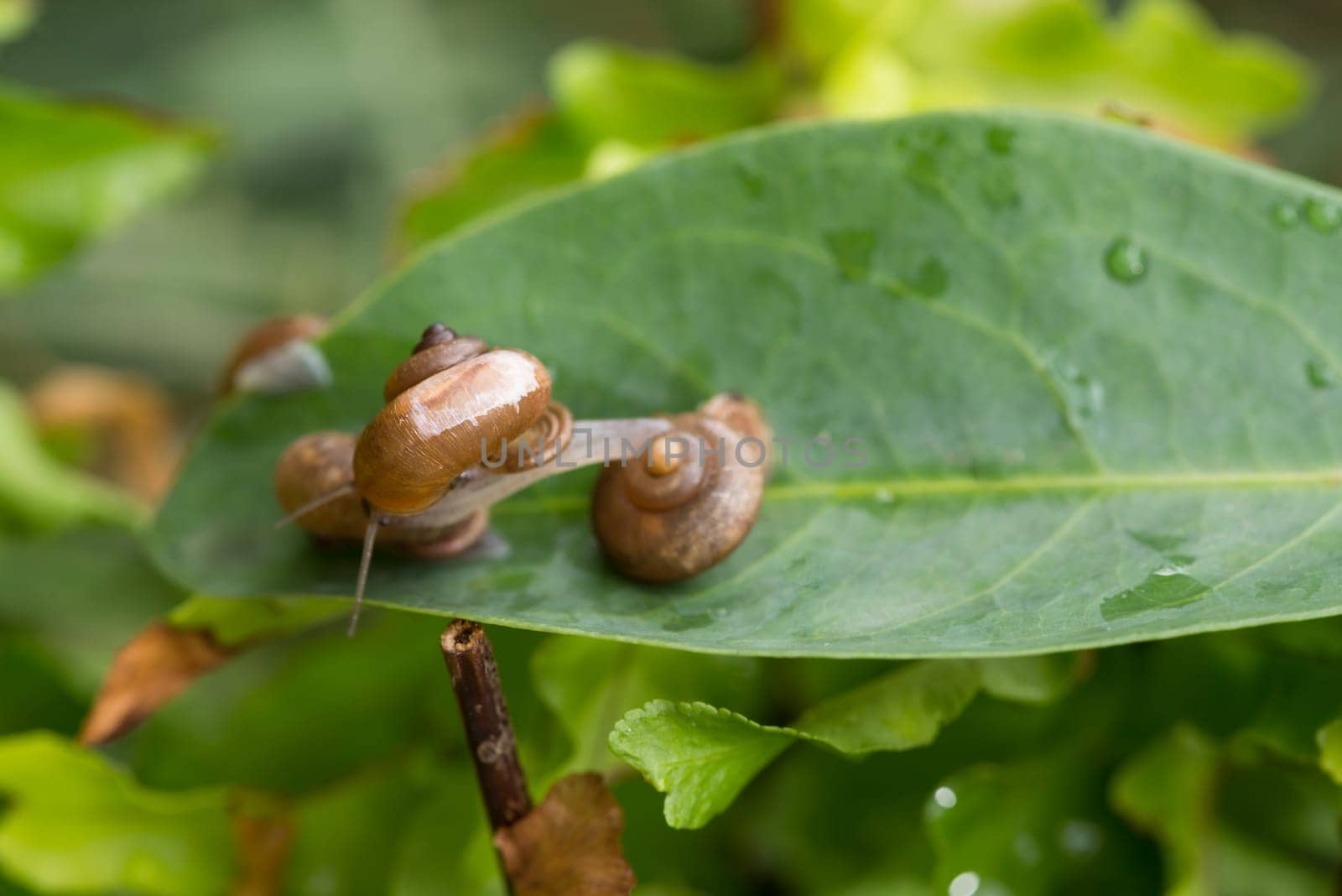 Snail with operculum stretches forward onto another snail. Operculum is a calcareous lid that attached on top of a snail's foot and act as a lid or trapdoor. Only few species of terrestrial snails have operculums.