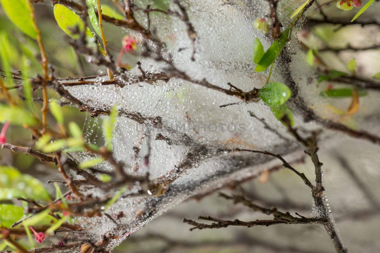 Raindrops on spider web