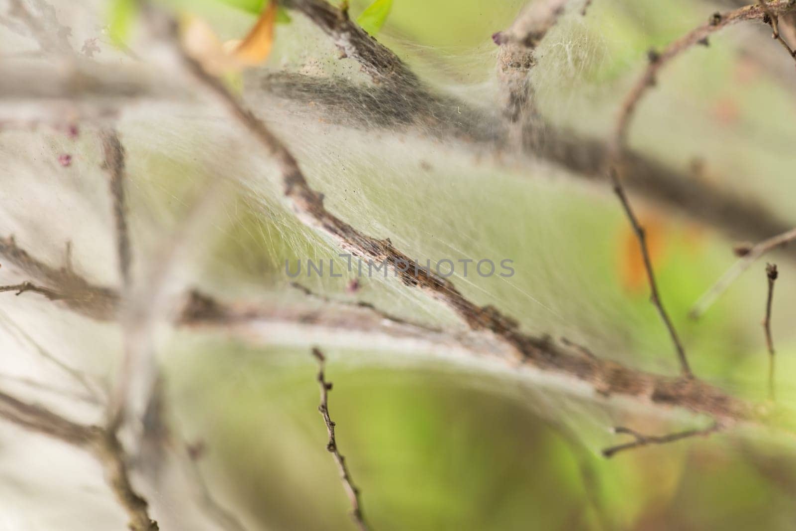 Spider web on plant extreme close up