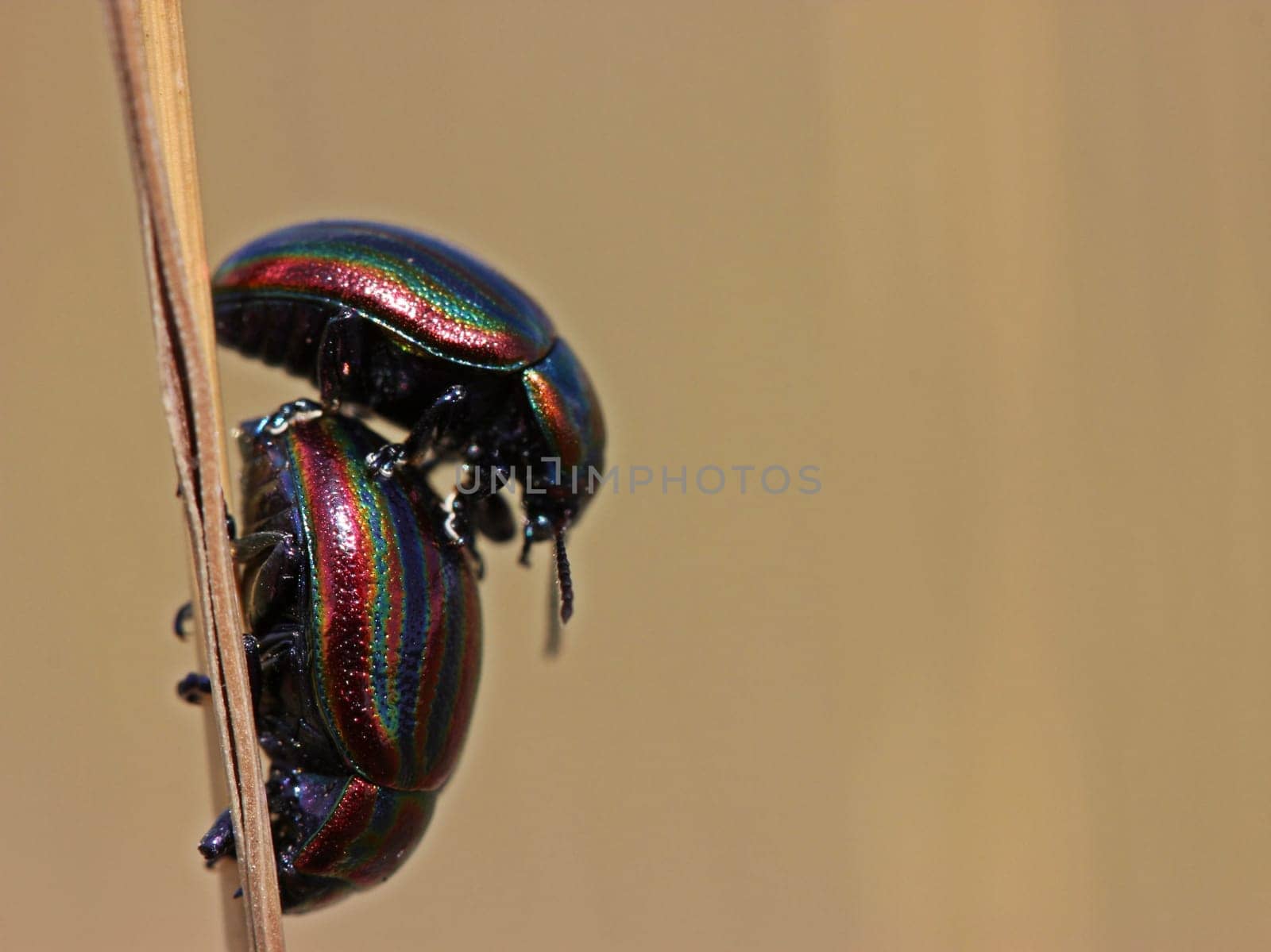 Mating of the rainbow leaf beetle (Chrysolina cerealis)