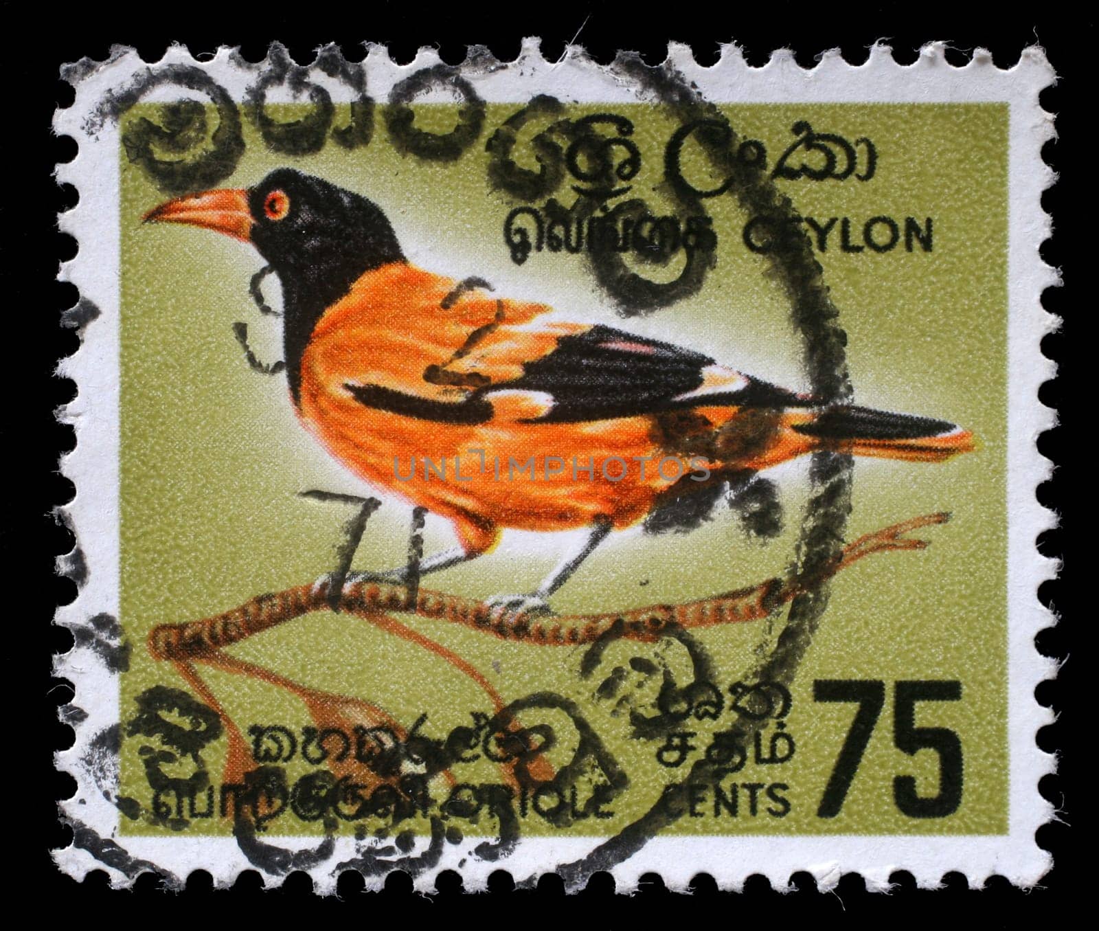 CEYLON - CIRCA 1966: A stamp printed in Ceylon shows Black-hooded Oriole - Oriolus xanthornus, circa 1966