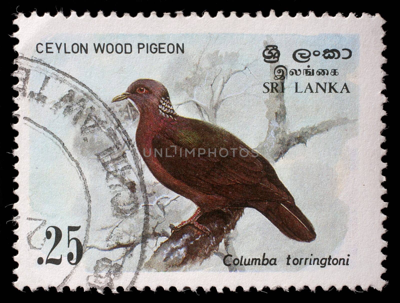 SRI LANKA - CIRCA 1988: A stamp printed in the Republic of Sri Lanka shows the Ceylon wood pigeon, Columba torringtoni, circa 1988