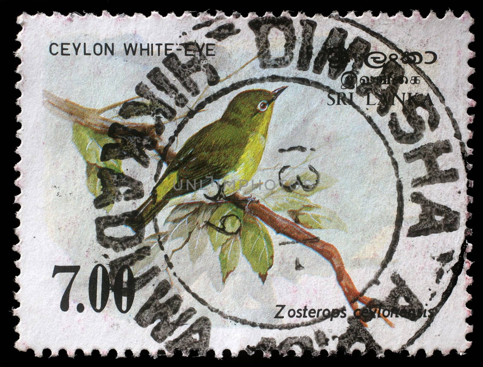 SRI LANKA - CIRCA 1988: A stamp printed in the Republic of Sri Lanka shows the Sri Lanka white-eye bird, Zosterops ceylonensis, circa 1988