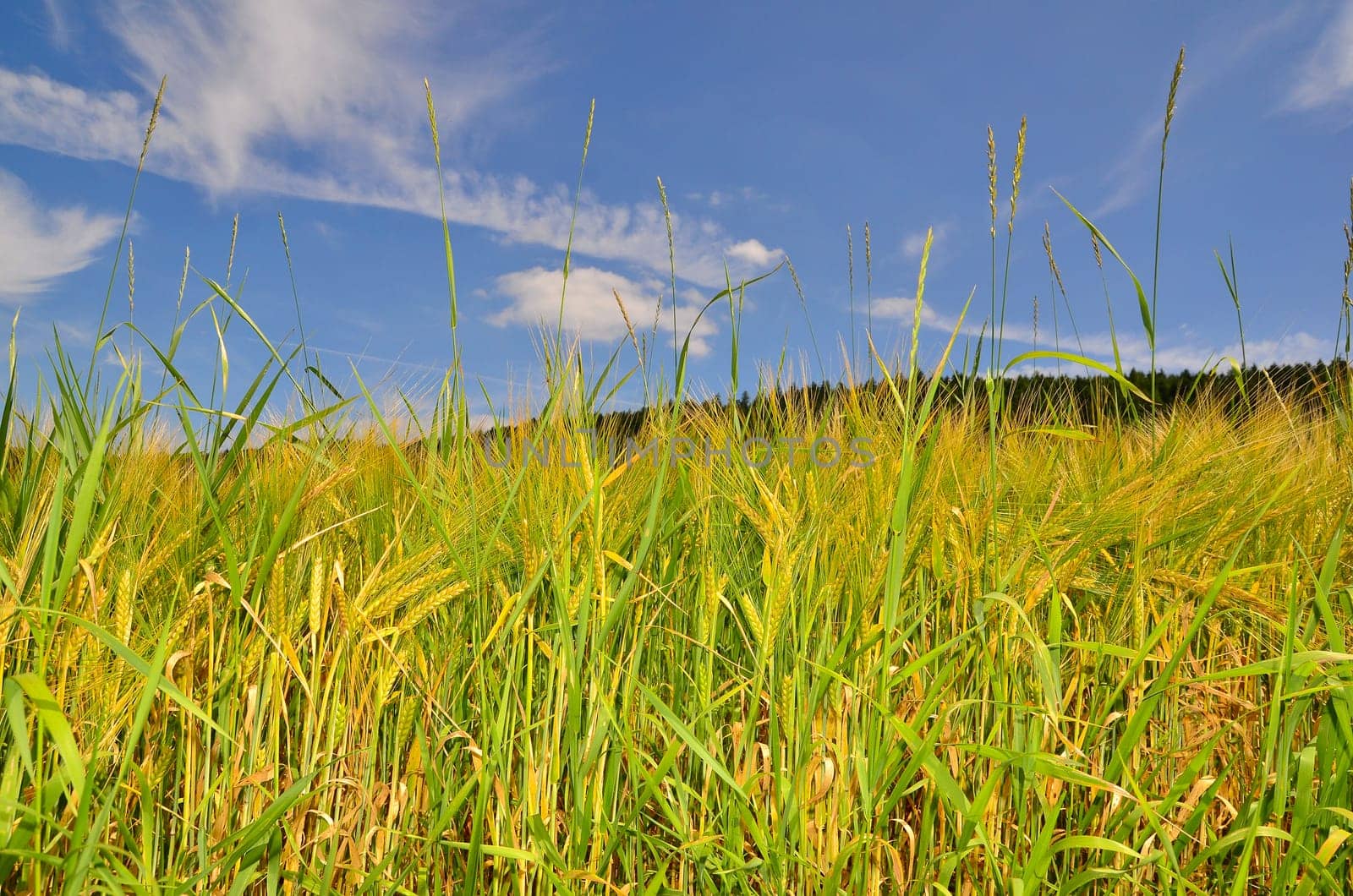 Landscape Field Summer