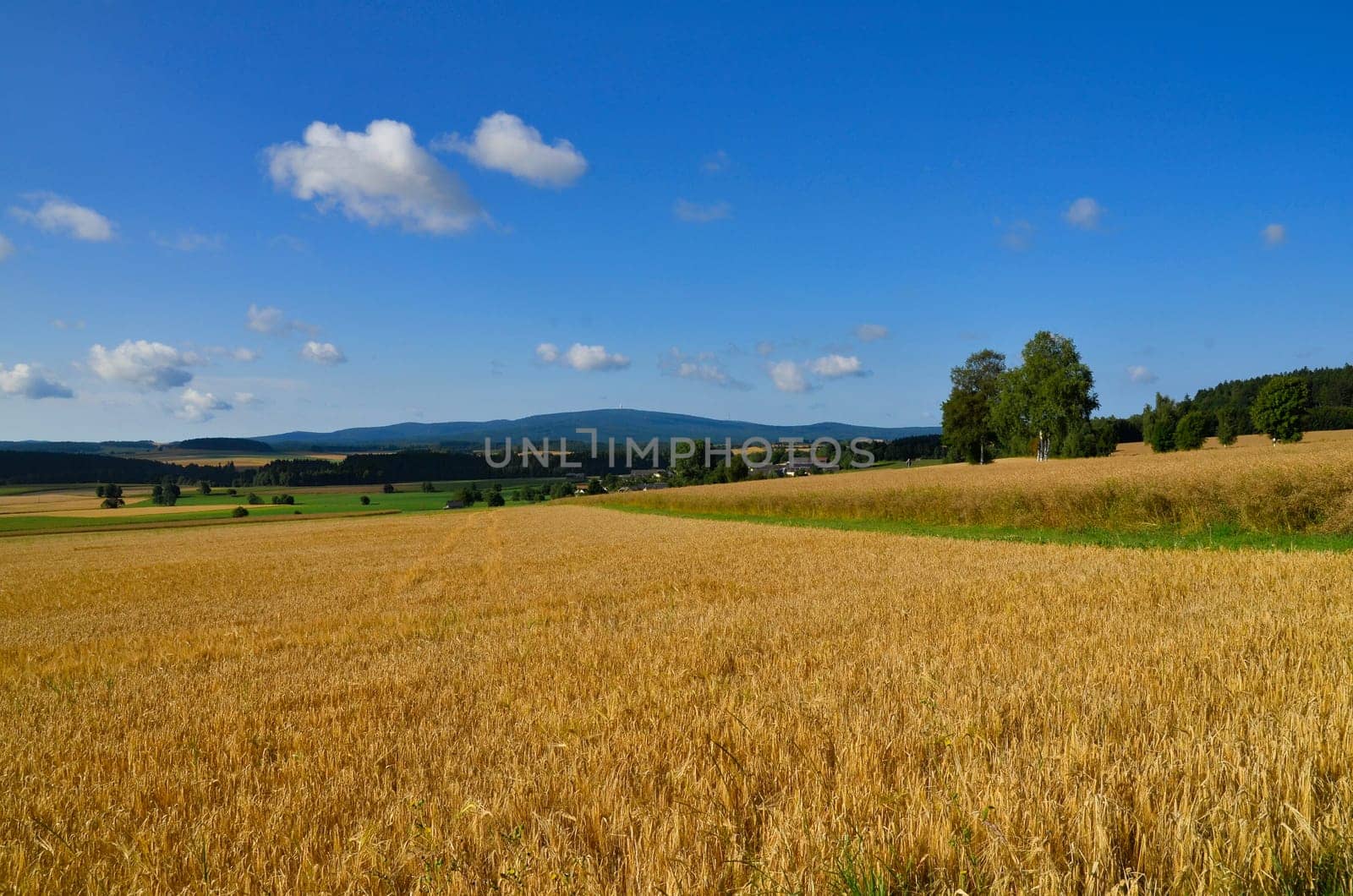Landscape Field Summer