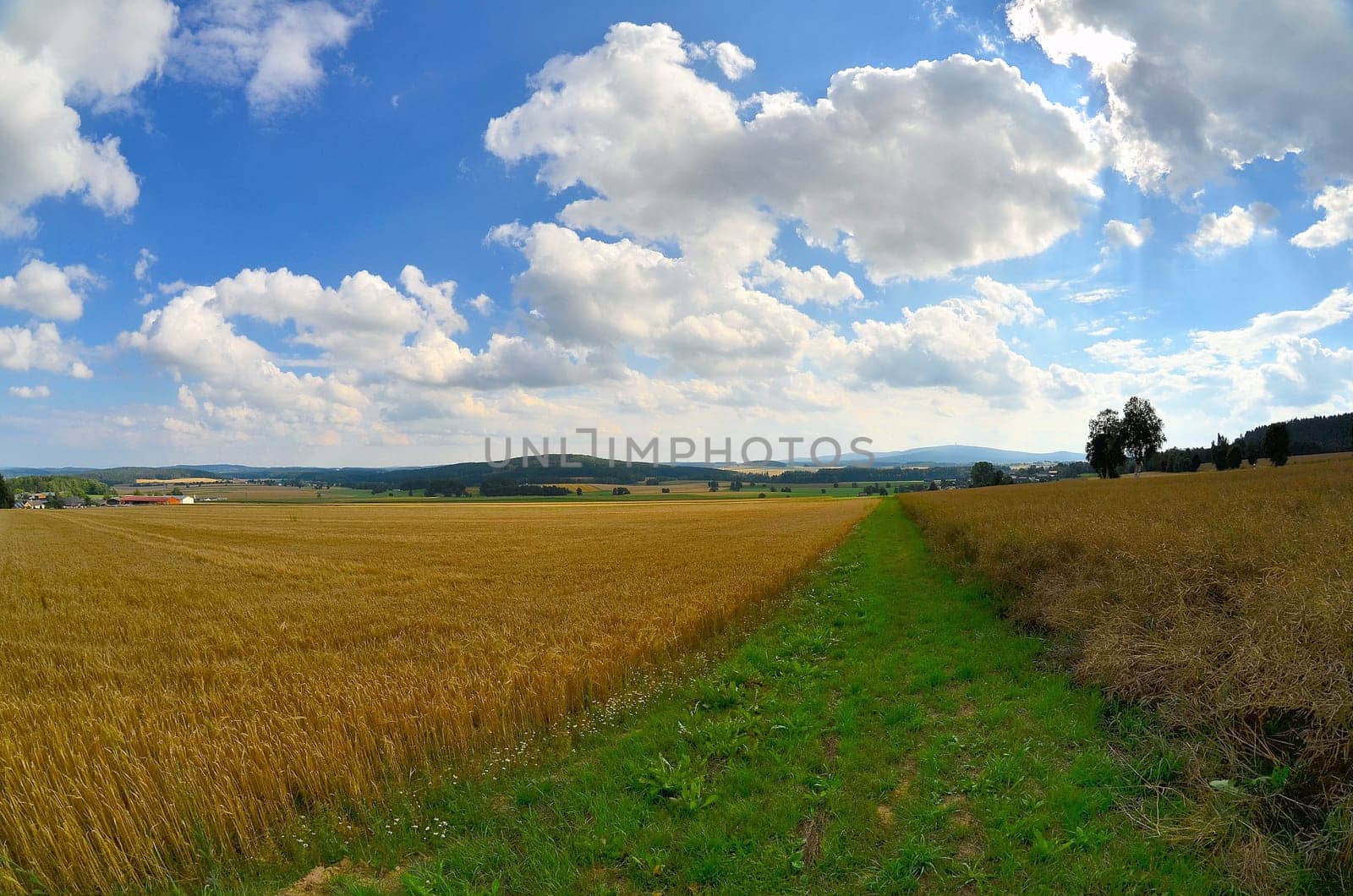Landscape Field Summer