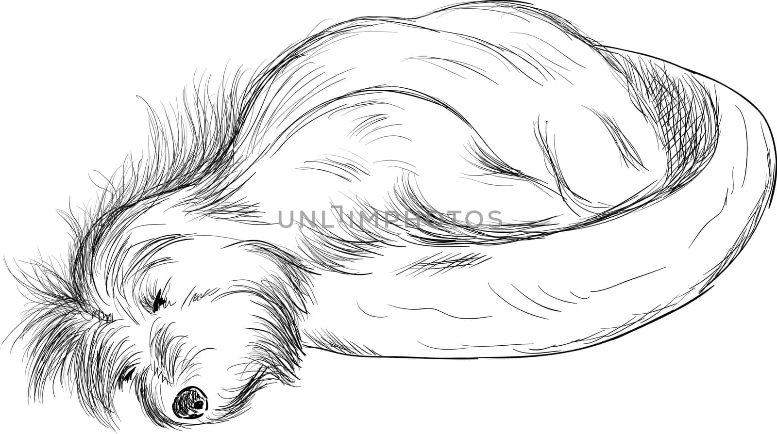 vector - Dog sleeping in dog bed ( Cotton de Tulear) , isolated on background