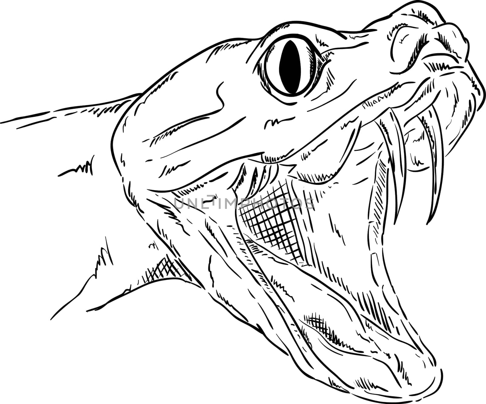 vector - snake head attacking, isolated on background