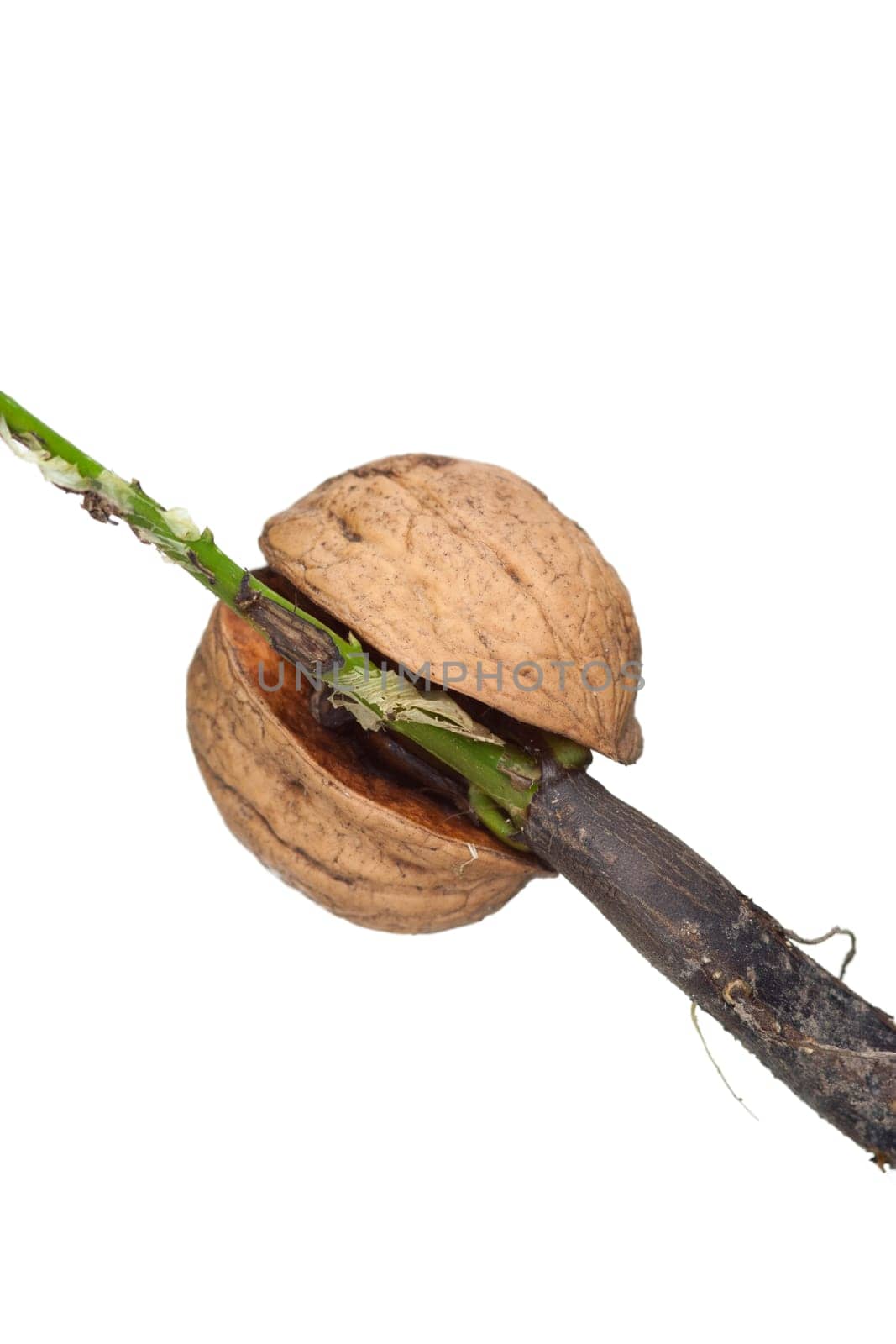 Detail of the sprouting walnut - macro