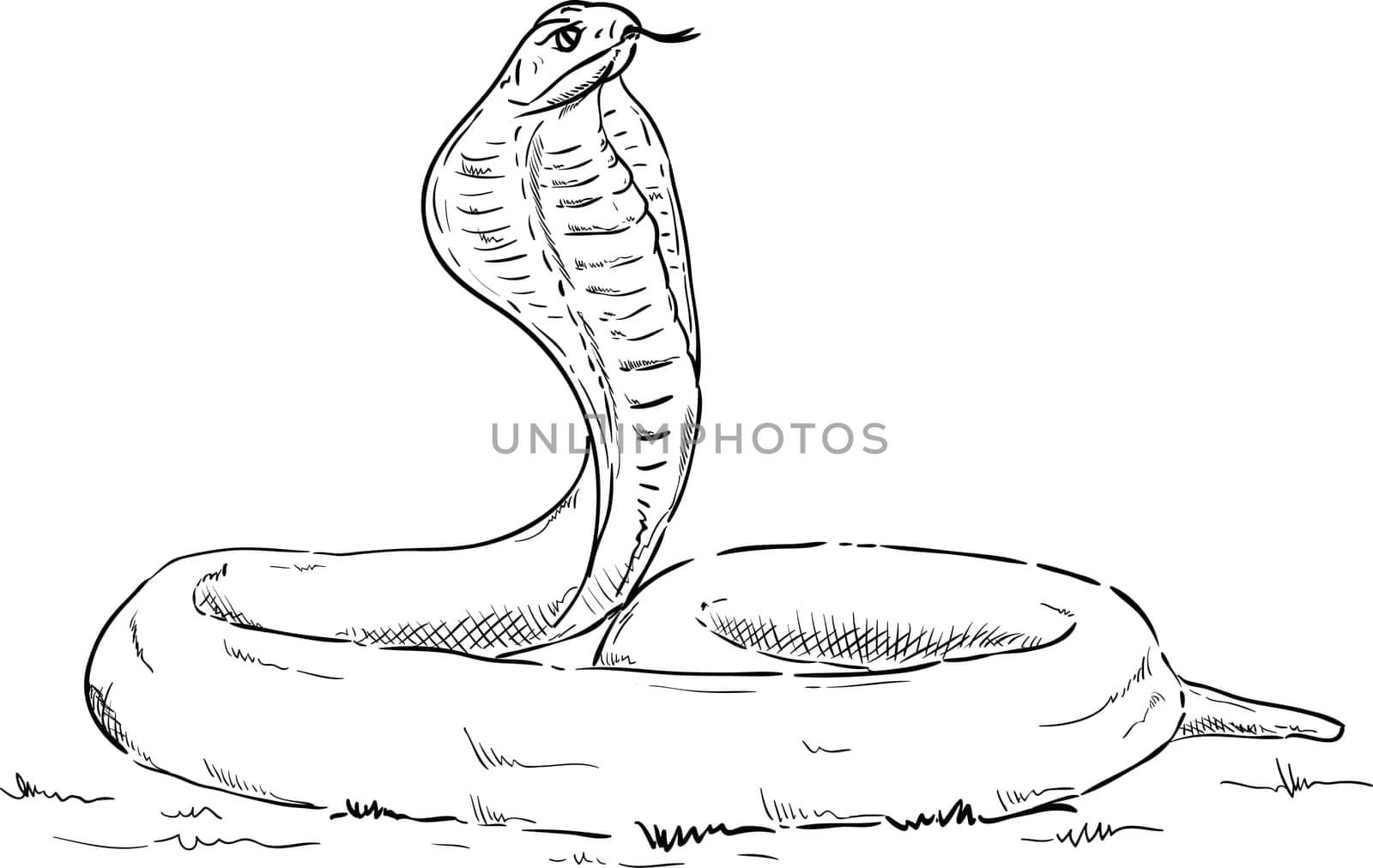 vector - cobra alert , isolated on background