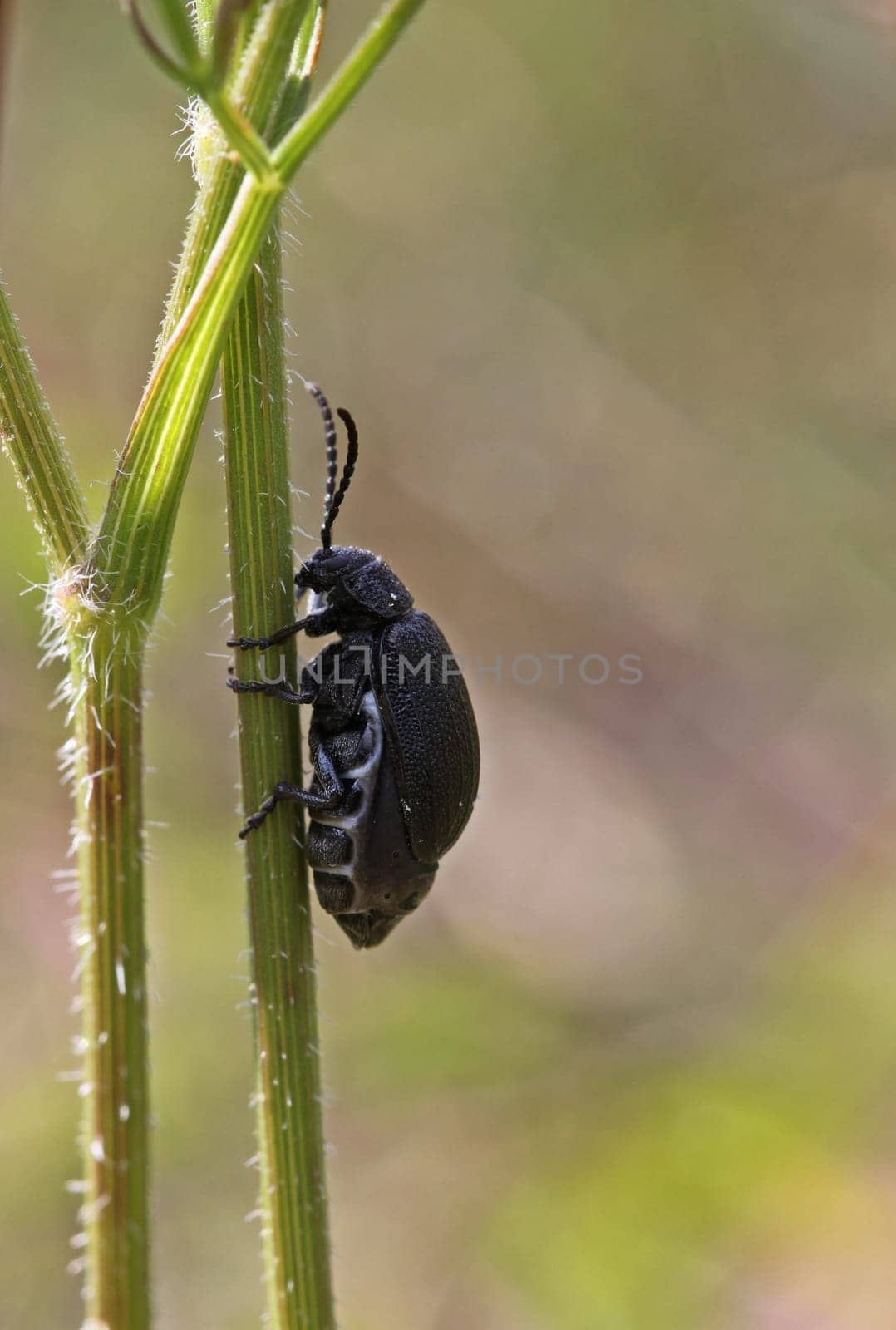 Highly pregnant female of the tansy leaf beetle (Galeruca tanaceti)