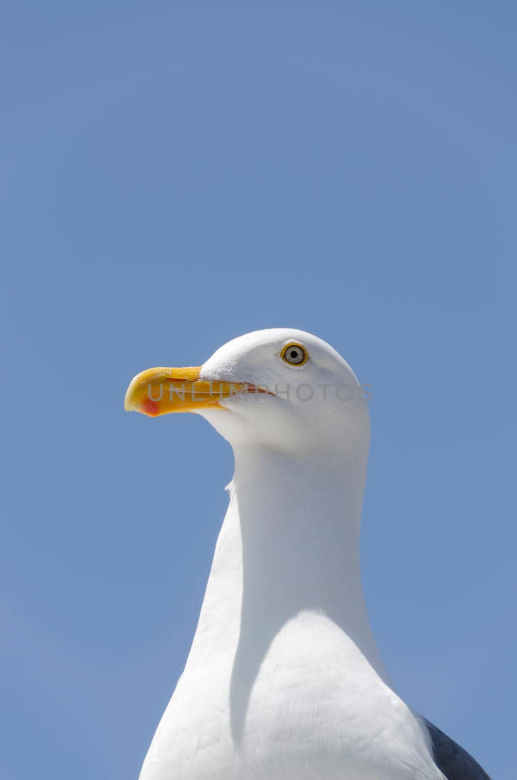 seagull in San Francisco in California