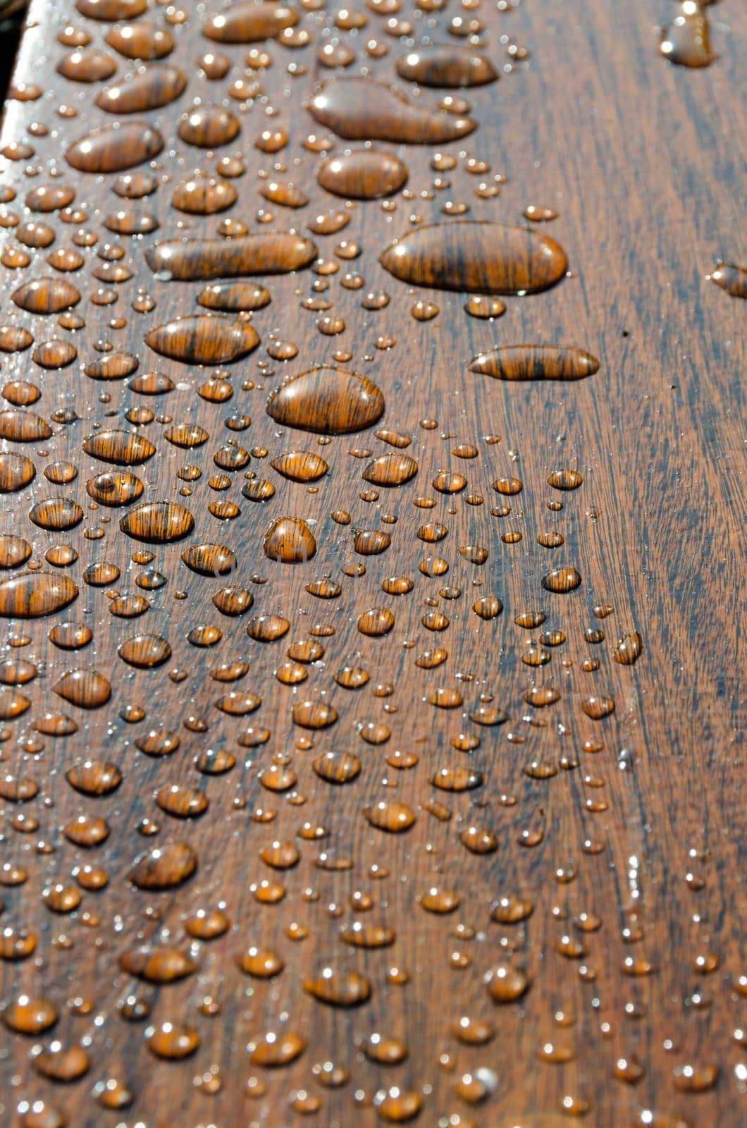 dew on a wooden bench in San Francisco