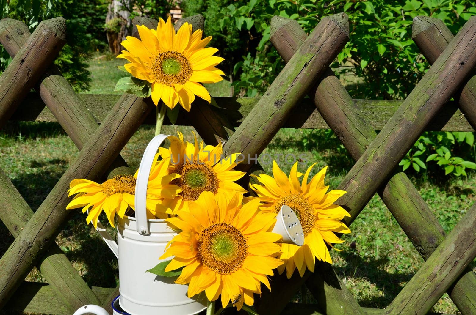 Sunflower Garden Fence Garden