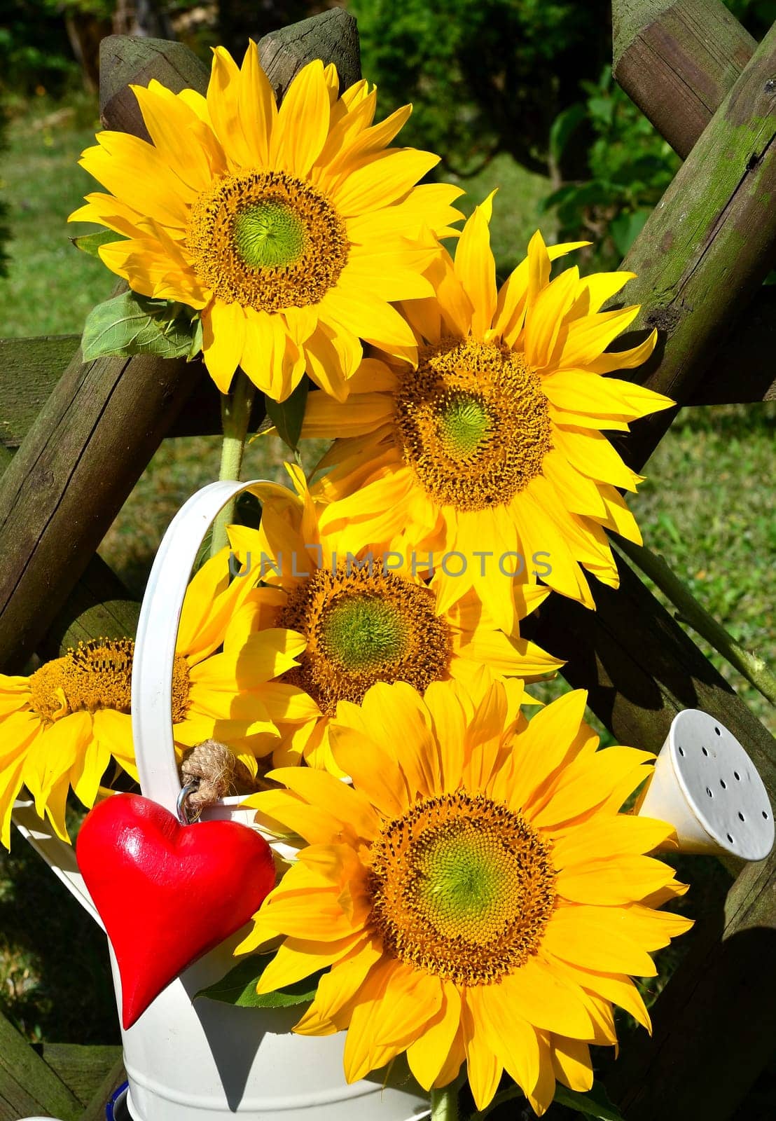 Sunflower Heart Love