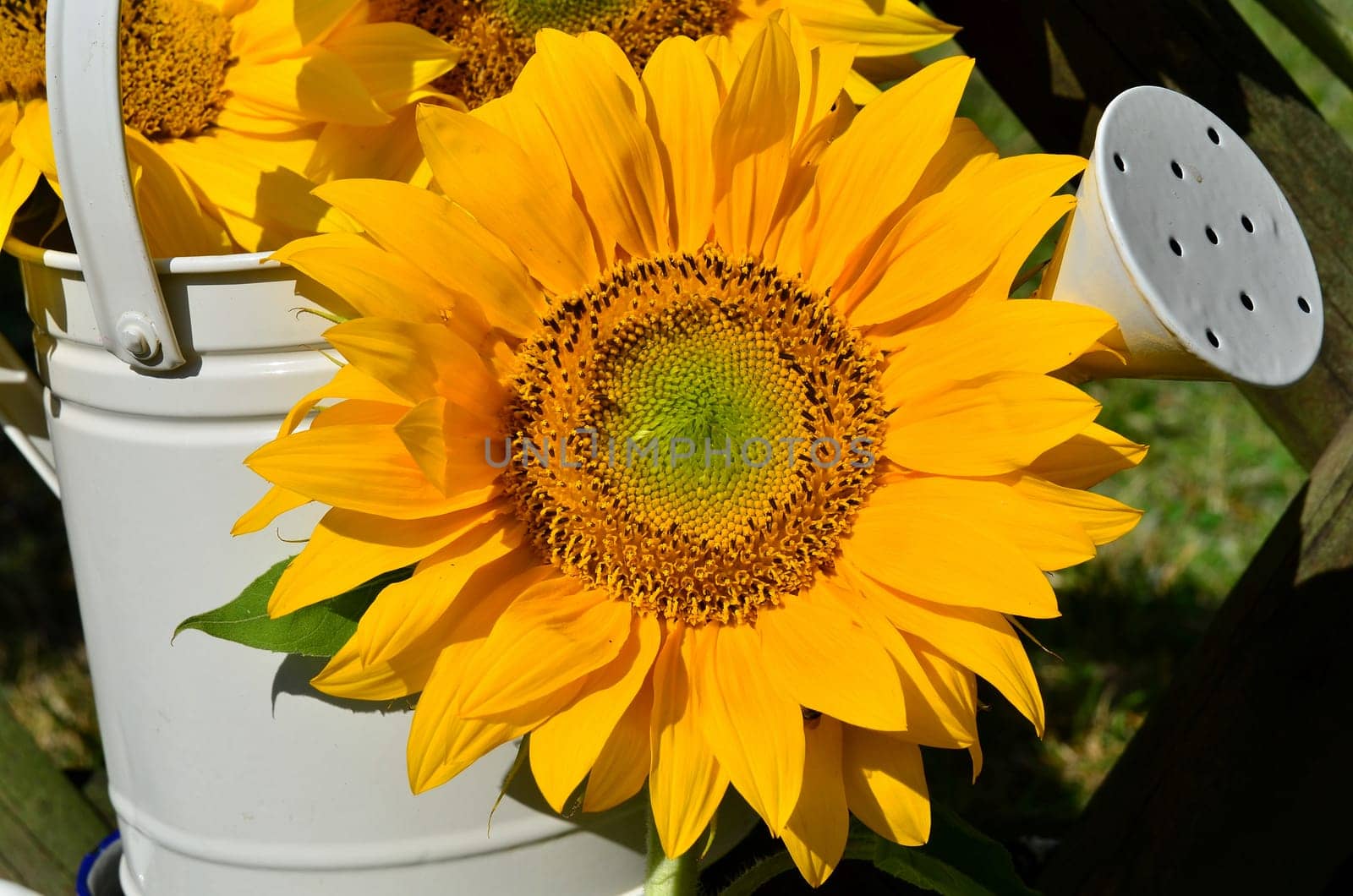 Sunflower Garden Fence Garden
